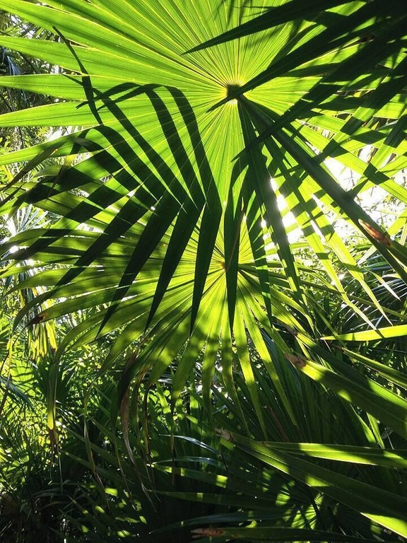 The place with great nature, cold water and black fish. #green