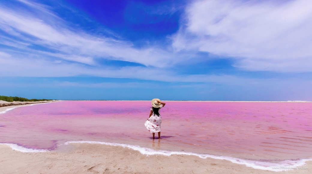 The famous pink lakes of Mexico, Rio Lagartos. A magical sight! Pink waters and blue sky, It was like sunset reversed; a feast for eyes! There are plenty of colorful salt lakes near Las Coloradas/Rio Lagartos in the Yucatan peninsula. It is just 2 hours drive away from Chichén Itzá and around 3 hours from Cancun. Public transport is scarce in this part of Mexico.
We took a rental car and it was an easy and comfortable journey for us :) Once we reached Las Coloradas, we were welcomed by giant white salt mountains. After driving around the salt mountains for some time, we finally found someone local who took us to this beautiful private salt lake.
#nature