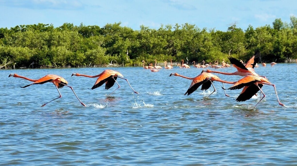 ...and the nature showed me this beautiful image of this small flock of flamingos flying away in the wilderness, in Rio Lagartos, Yucatan, Mexico....