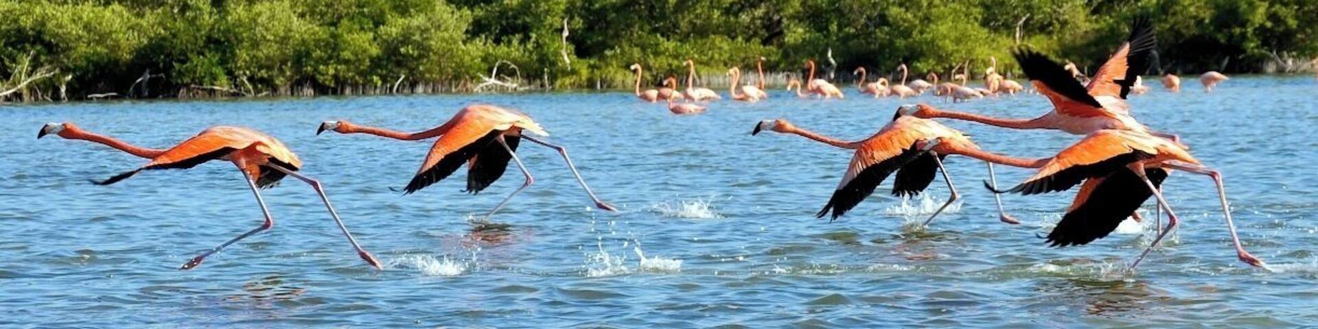 Flamencos volando sobre un cuerpo de agua con una orilla boscosa al fondo.