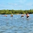 Flamingos flying over a body of water with a forested shoreline in the background.