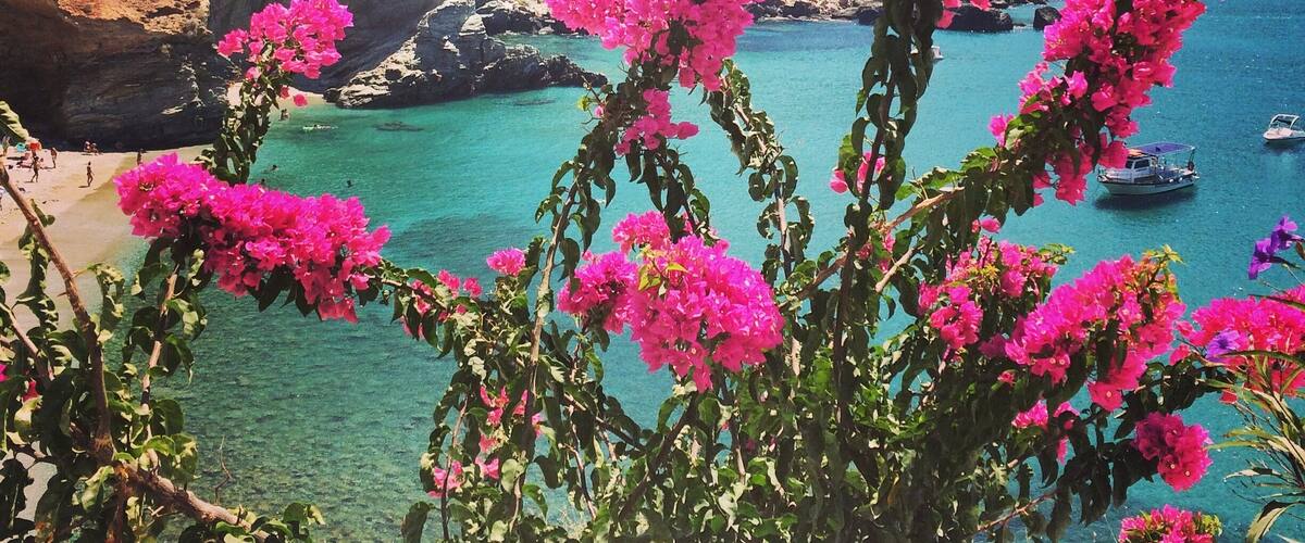 A coastal landscape with pink bougainvillea flowers in the foreground, clear turquoise waters, rocky cliffs, and a distant view of a small boat.