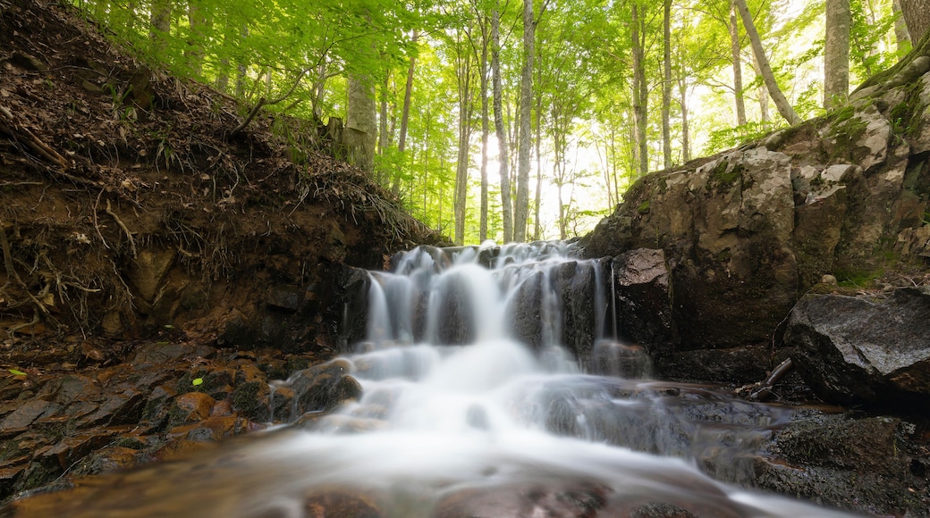 Waterfall deep in the forest. The beauty of green plants in summer time. Mustafa Kemalpasa. Bursa. Turkey.