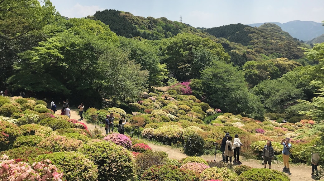 御船山楽園のツツジ谷