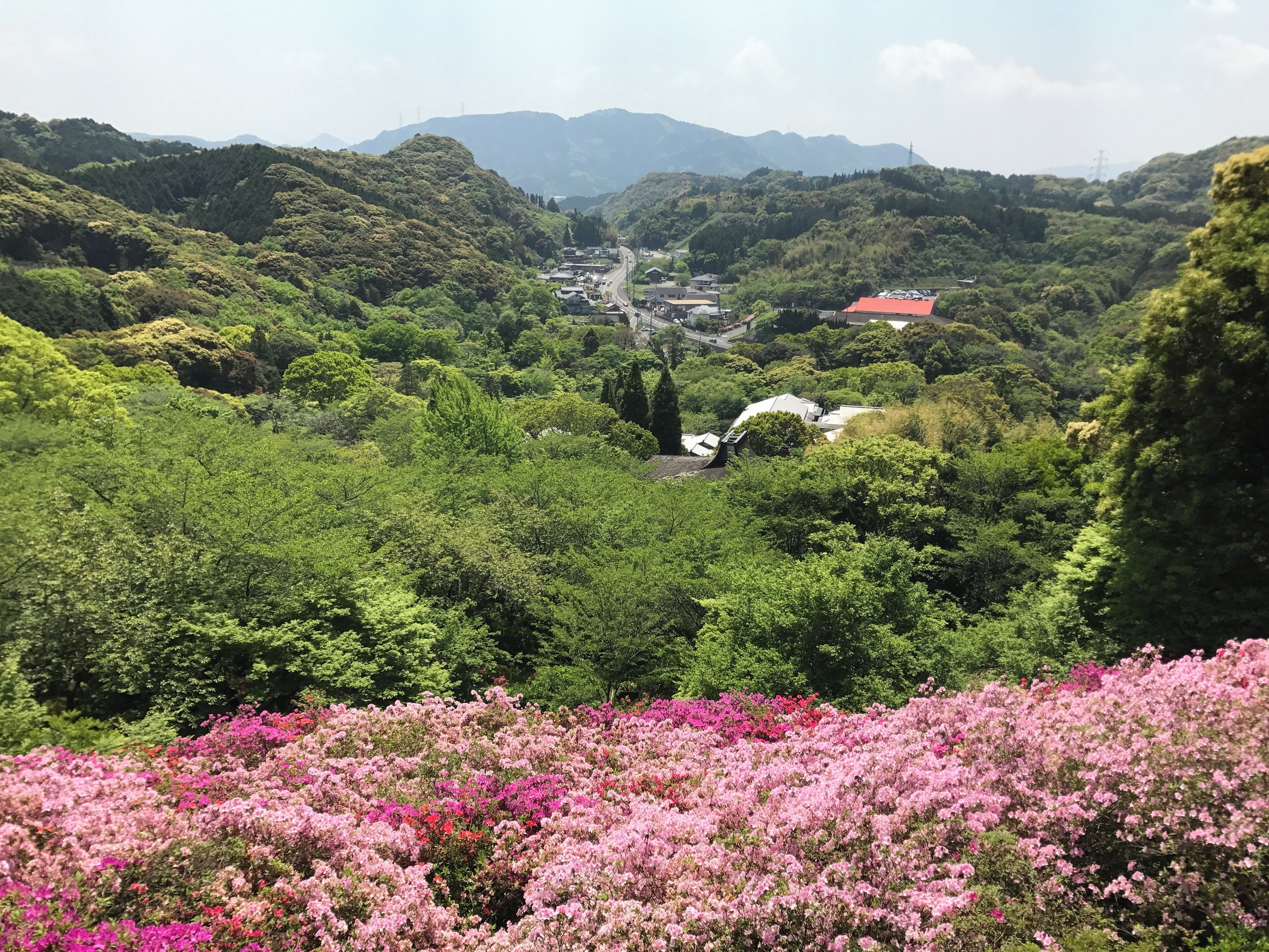 御船山楽園のツツジ谷より南側を望む