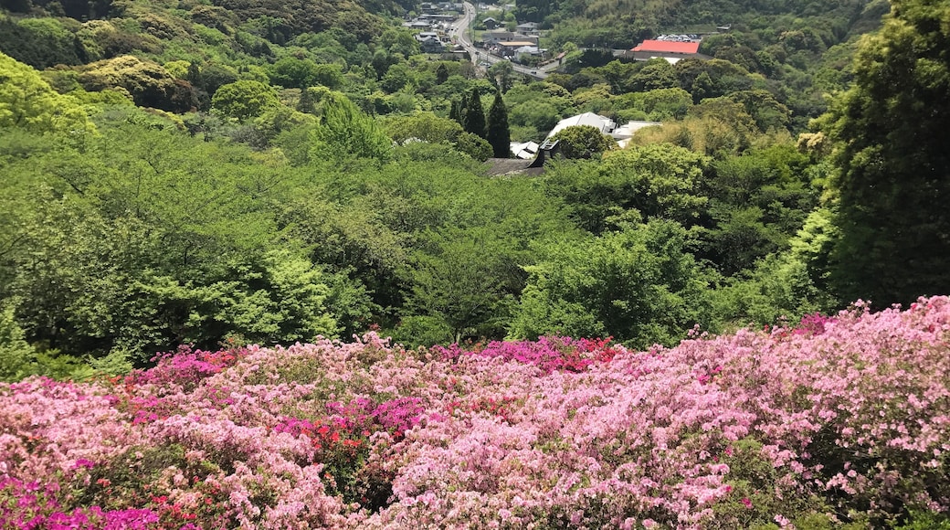 御船山楽園のツツジ谷より南側を望む