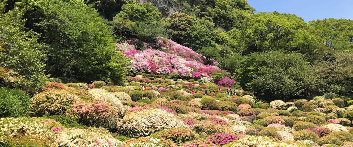 御船山楽園のツツジ谷と御船山