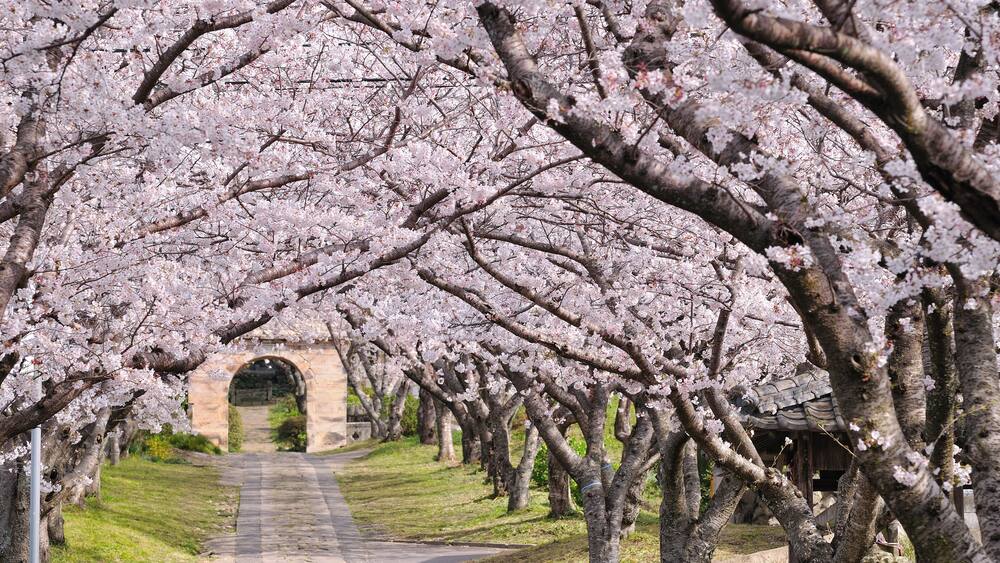 A pathway lined with cherry blossom trees.