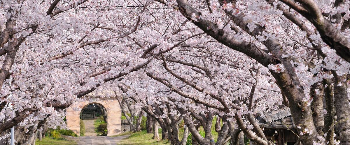 Un sendero bordeado de cerezos en flor.
