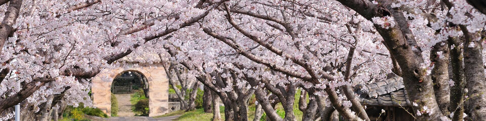 A pathway lined with cherry blossom trees.