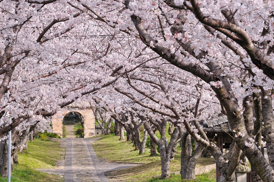 Un sendero bordeado de cerezos en flor.