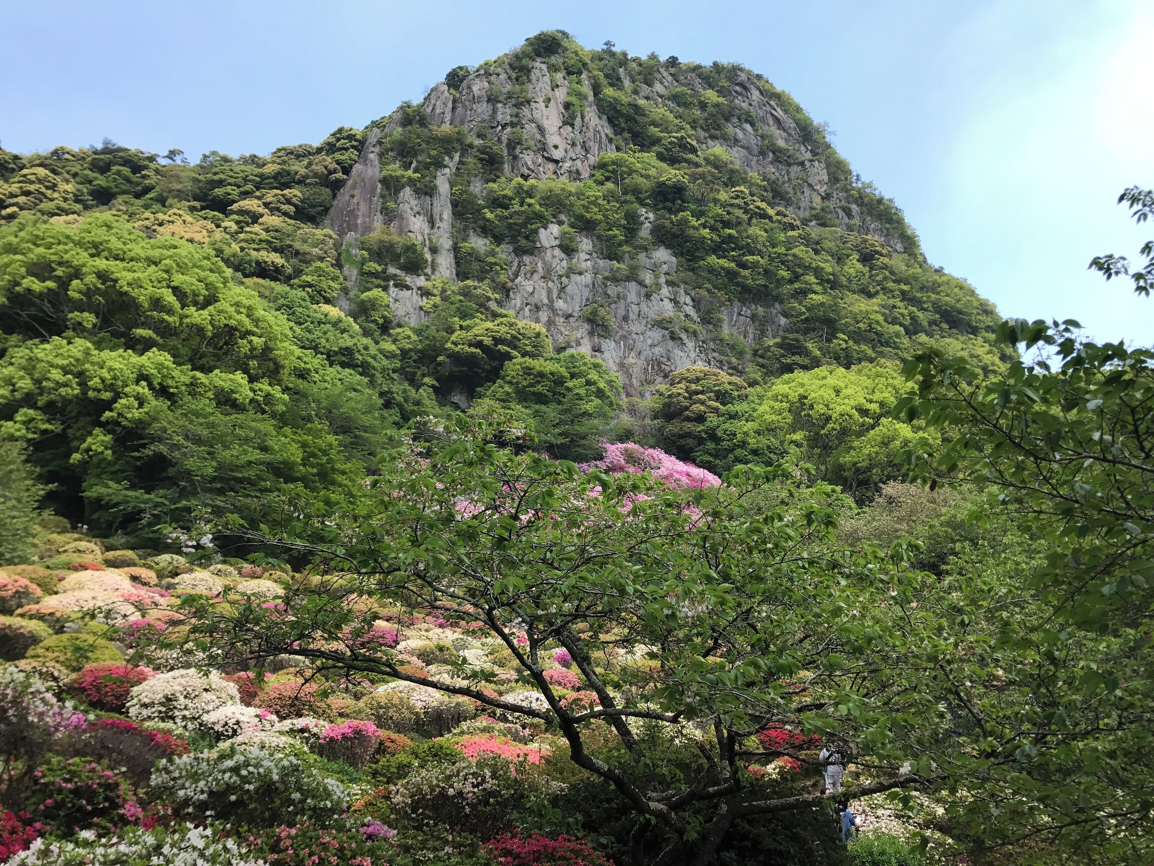 御船山楽園のツツジ谷と御船山