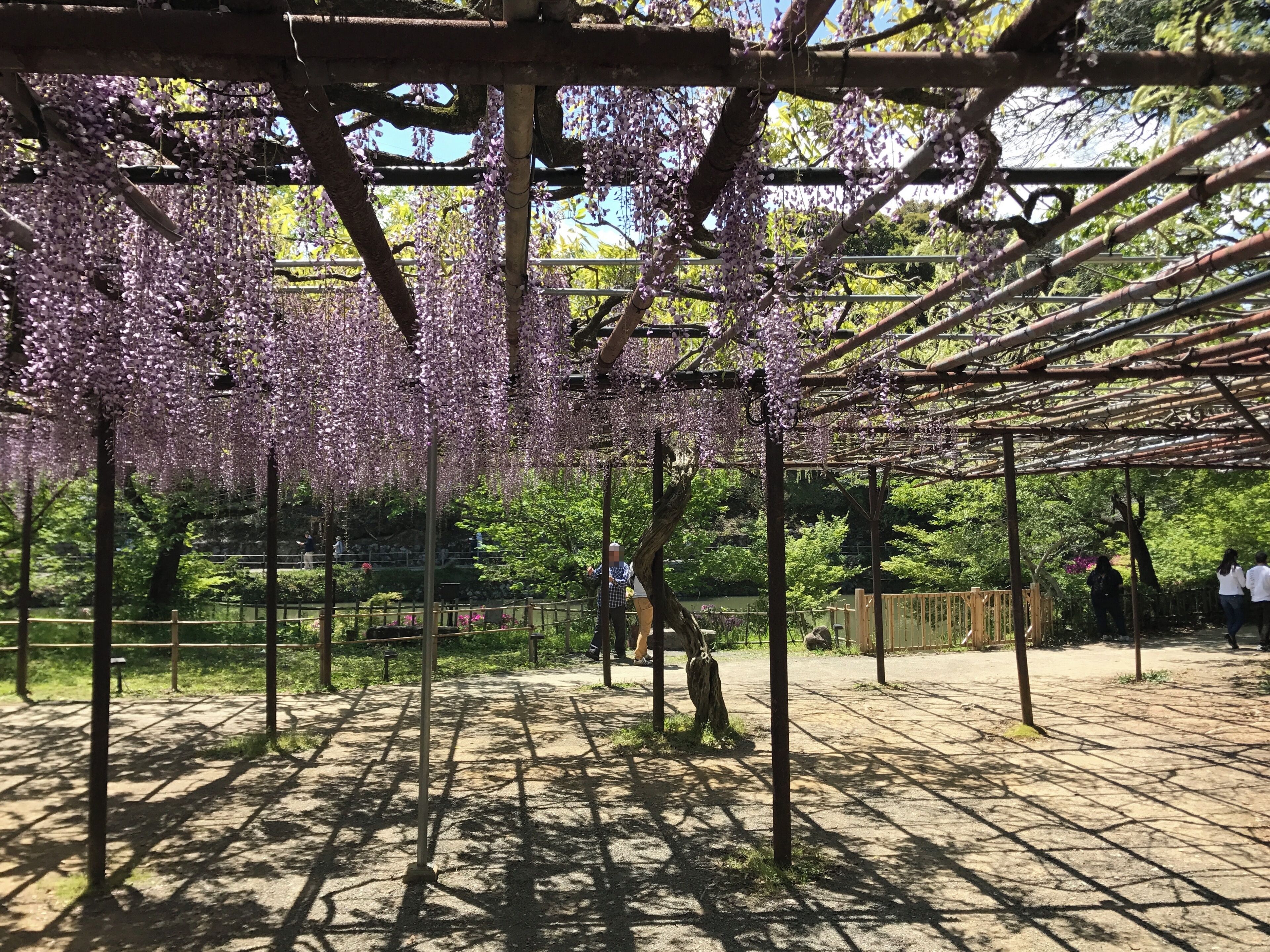 Una pérgola cubierta de flores de glicina moradas.