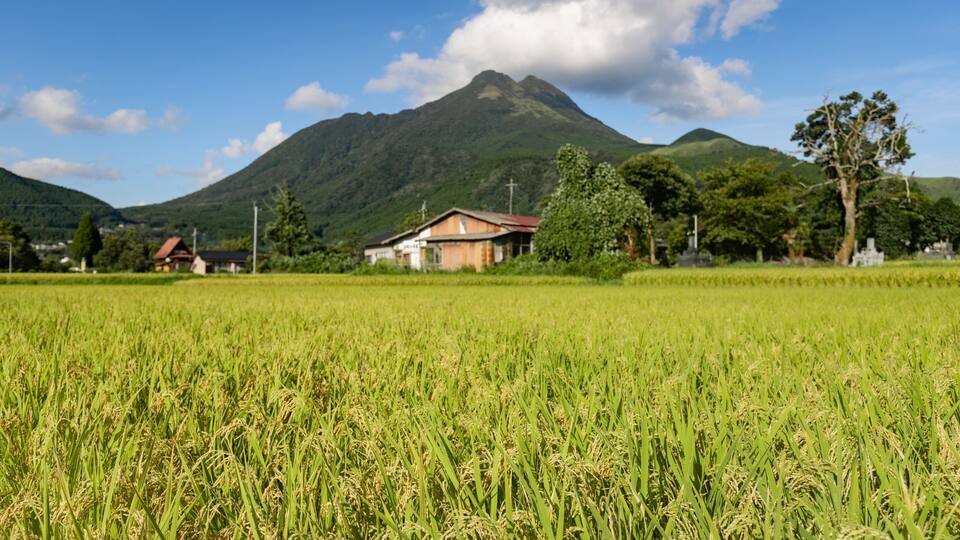 A rice field with a mountain in the background.