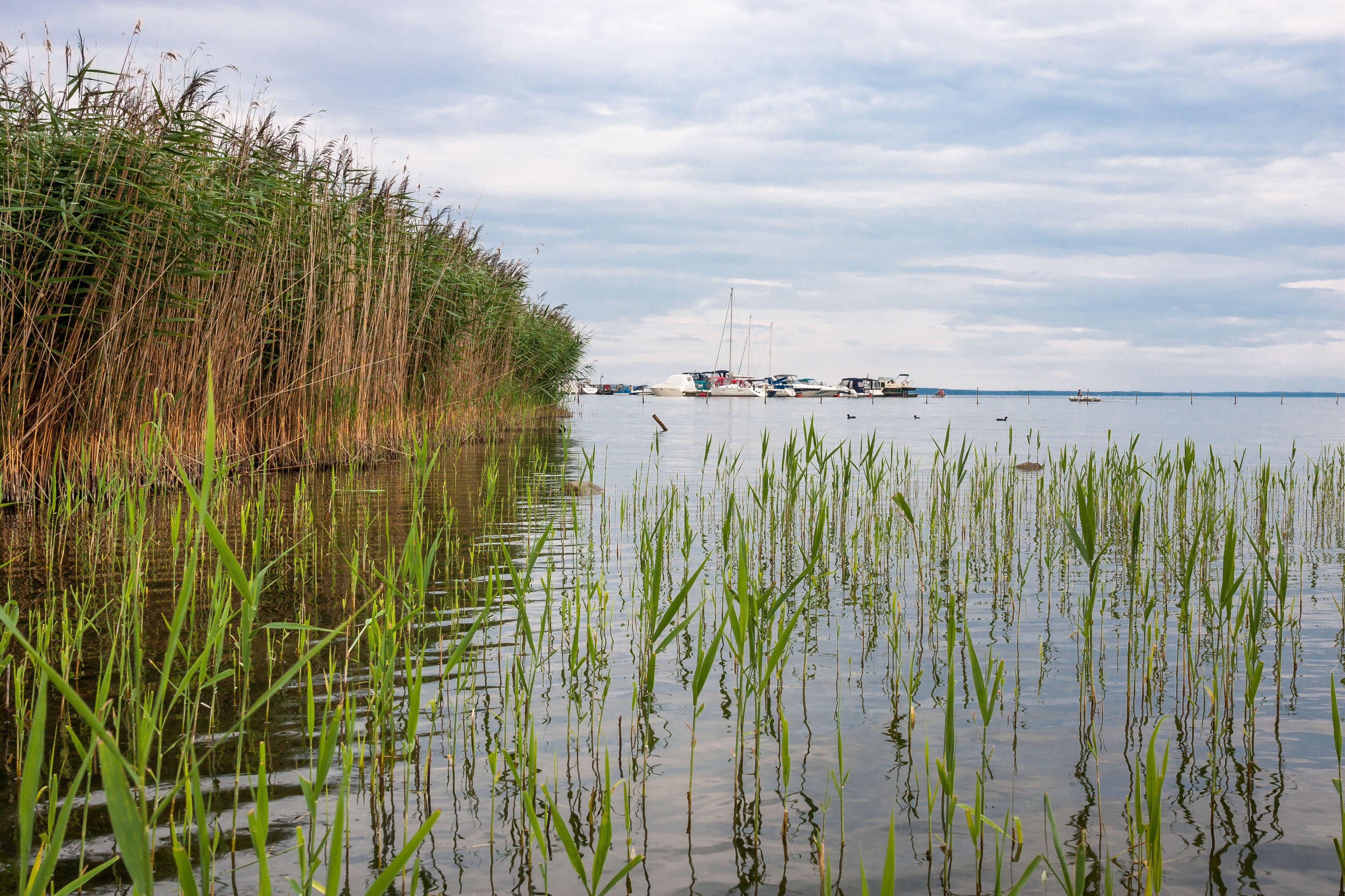 A calm water body with tall grasses and boats in the distance.