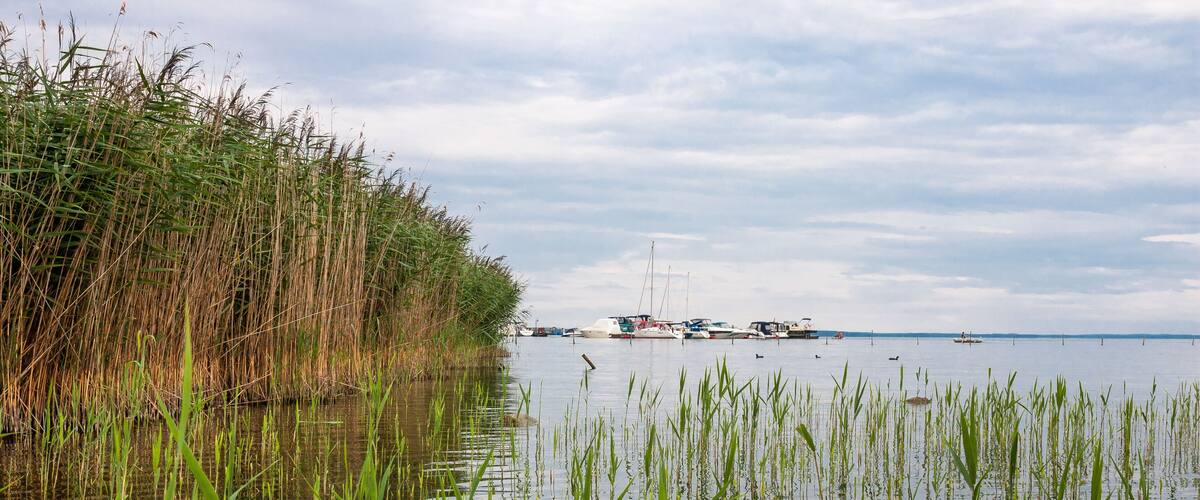 A calm water body with tall grasses and boats in the distance.