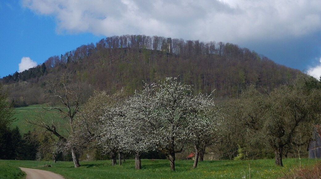 Burg Hohenrechberg: Der Rechberg besteht aus zwei ungleichen Bergkuppen, dem 643 Meter hohem Schlossberg mit der Burgruine Rechberg, und dem 707 Meter hohem Kirchberg, dem Hohenrechberg mit seinem Heiligturm, der Wallfahrtskirche. Seit Ende des 11. Jahrhunderts ist der Hohenrechberg ein Gnadenort.