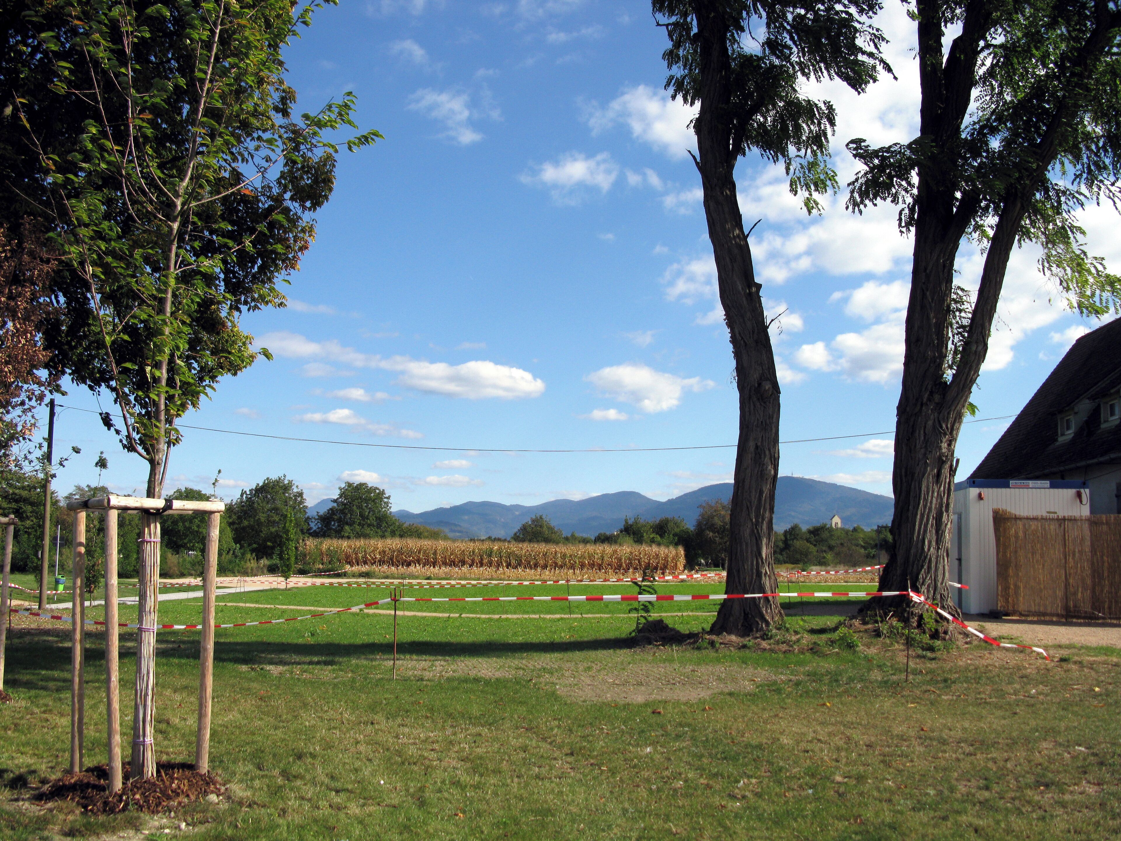 Rheingärten in Neuenburg am Rhein, Blick zum Schwarzwald (Blauen)