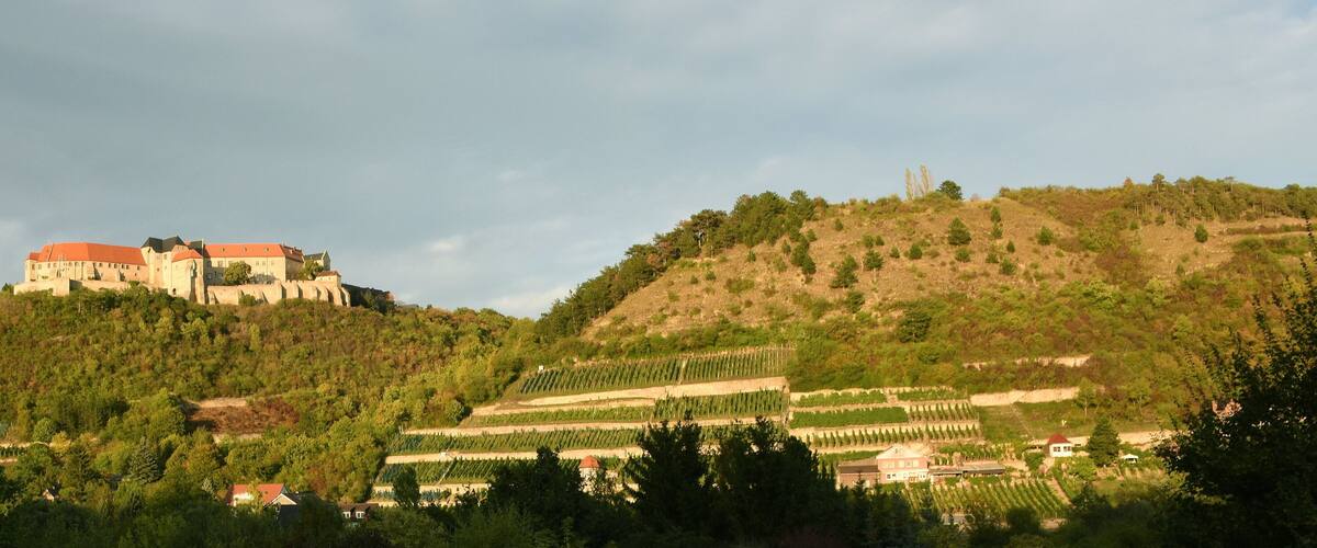 A castle on a hill with vineyards below.