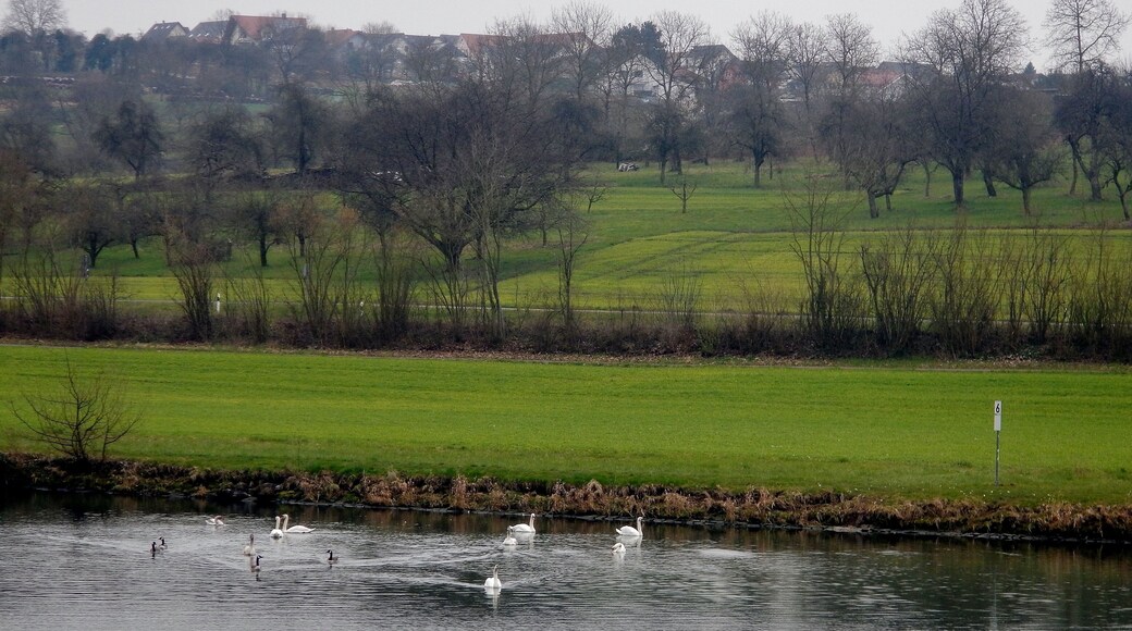 Neckartal-Weg, Odenwald-Madonnen-Weg, 3 Länder-Radweg, Burgenstraße, Paneuropa-Radweg, 3 Täler Radweg, Kurpfalzachse
