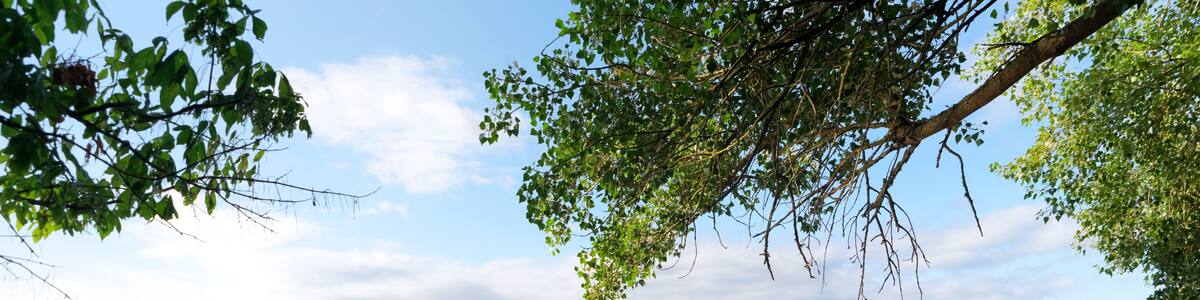 Loire river bank near Chateauneuf-sur-Loire village