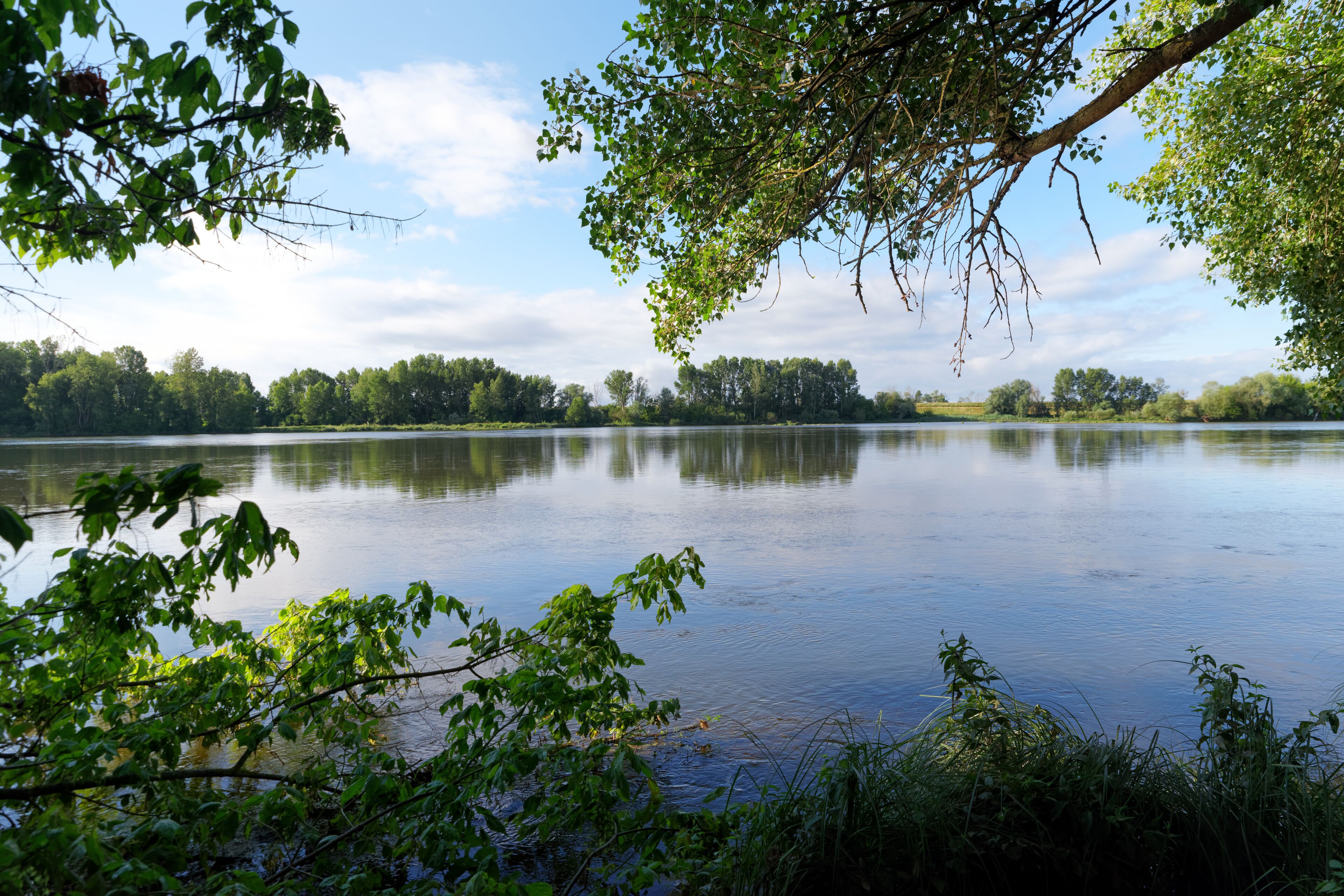 A calm lake surrounded by dense trees and a clear sky.