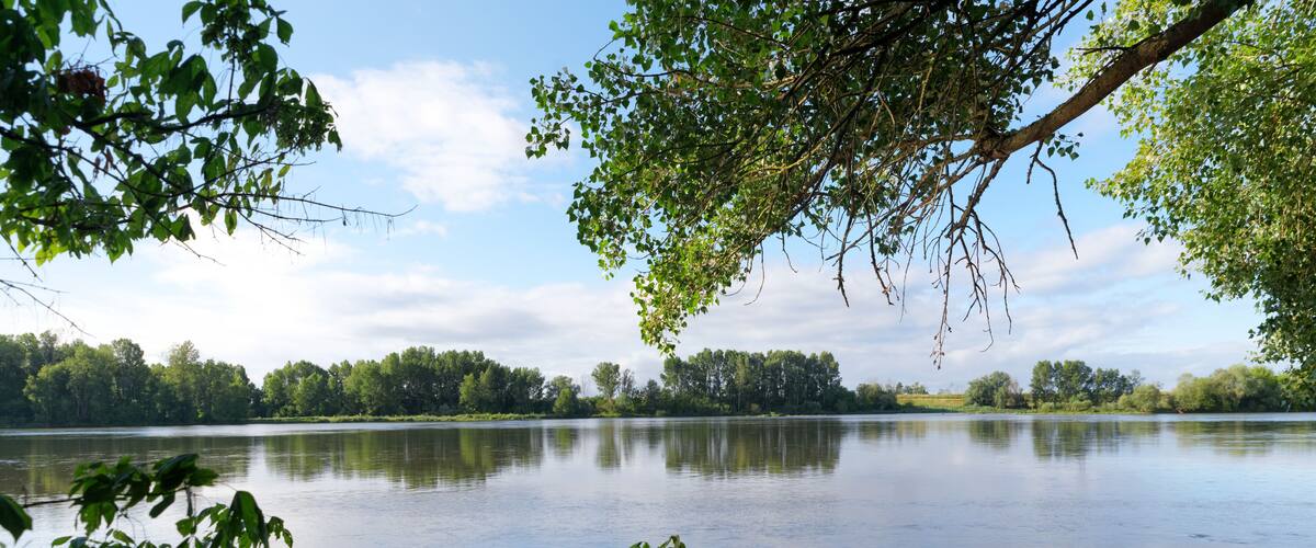 A calm lake surrounded by dense trees and a clear sky.
