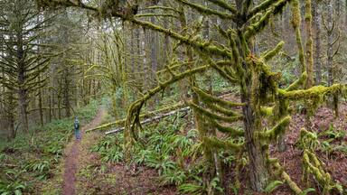 A narrow trail runs through the Molalla River Valley in Oregon. This wild area is home to extensive forests, beautiful hiking, biking, and equestrian trails, and the Molalla River.