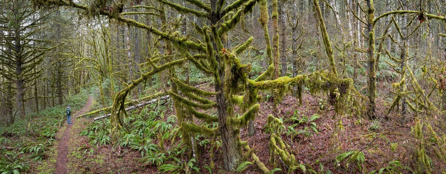 Une forêt avec un arbre tombé recouvert de mousse et un randonneur sur un sentier.