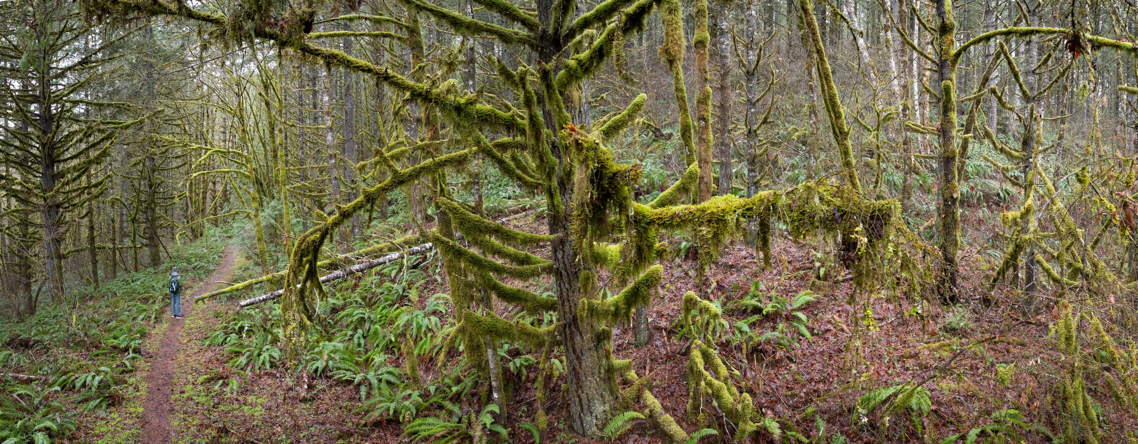 A forest with a moss-covered fallen tree and a hiker on a trail.