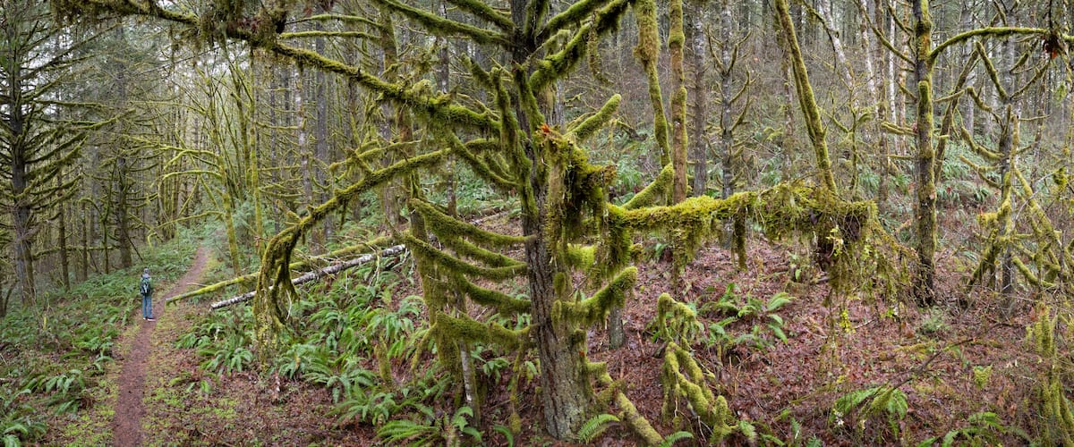 A forest with a moss-covered fallen tree and a hiker on a trail.