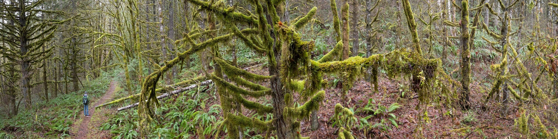 A forest with a moss-covered fallen tree and a hiker on a trail.