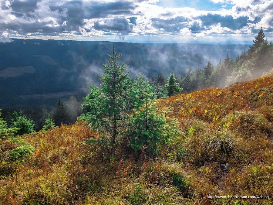 A mountainous landscape with autumn foliage, a prominent evergreen tree, and a valley in the distance.
