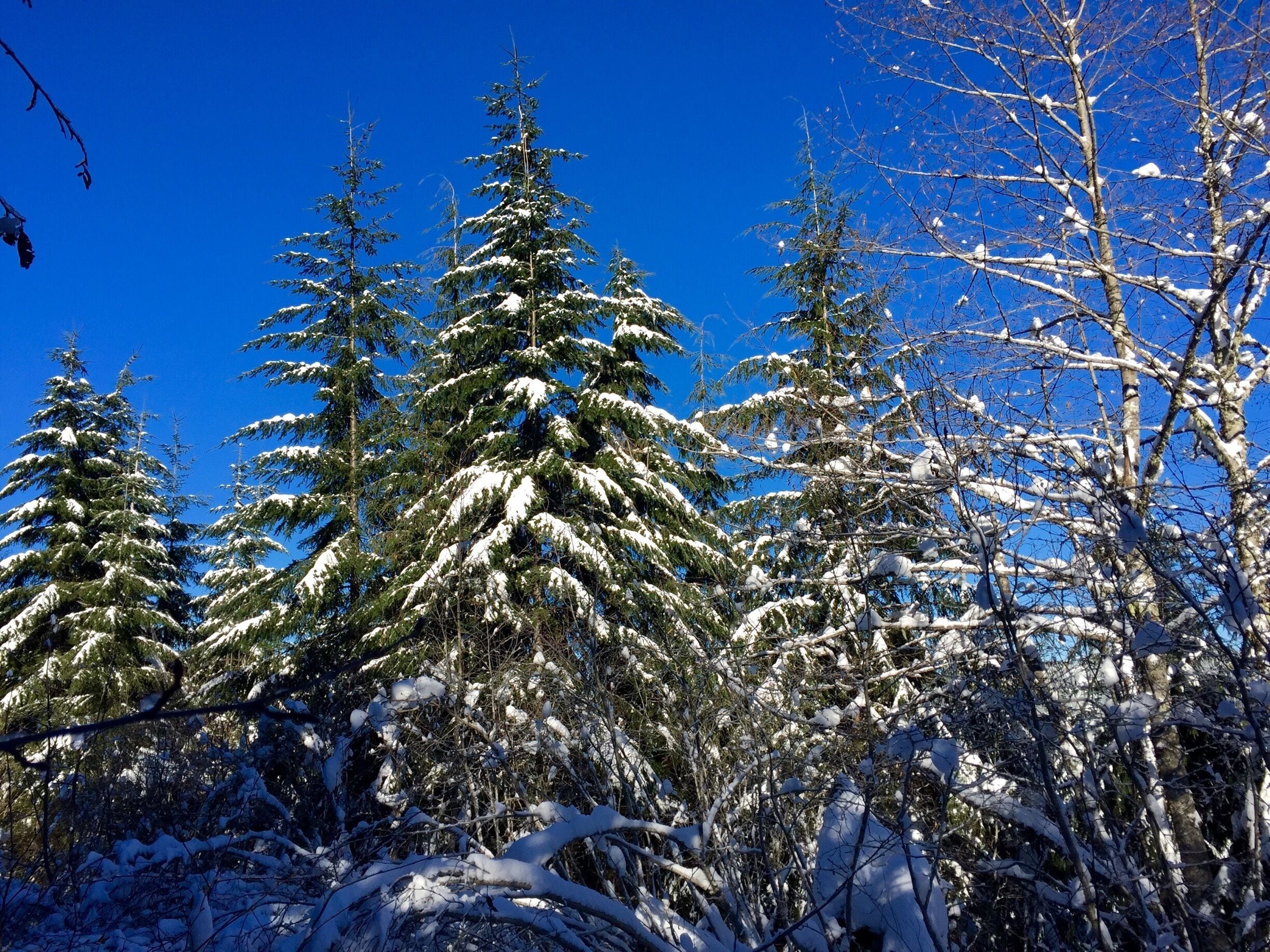 Just another #snow picture.