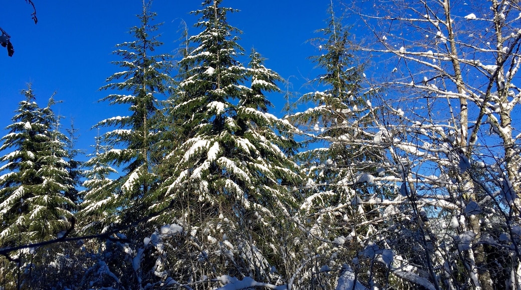 Just another #snow picture.