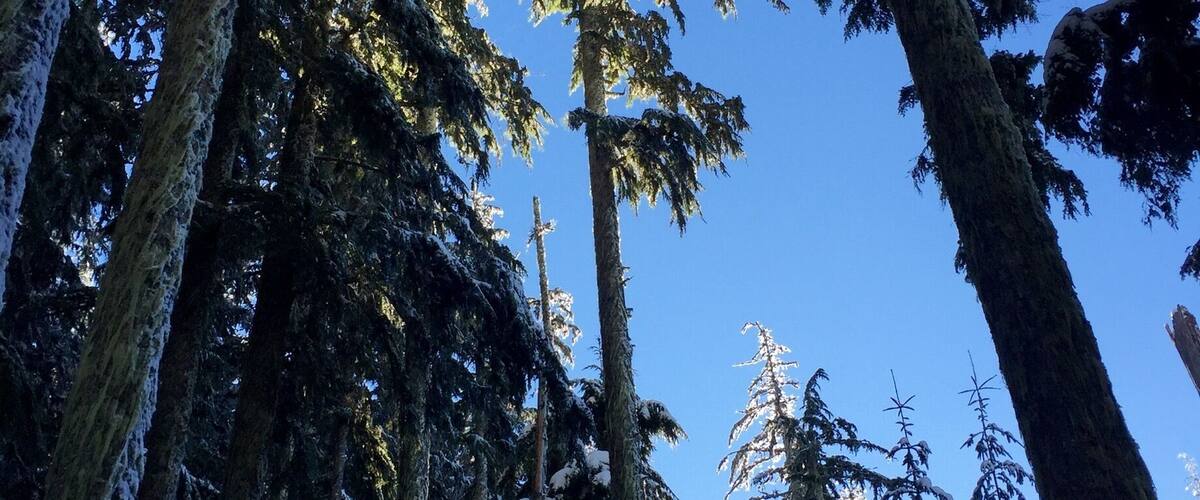 In between the trailhead and the ascent to the ridge lies a thick stand of firs, probably one hundred and fifty feet tall. And when the sun filters through them, it is a sight to see.
#snow