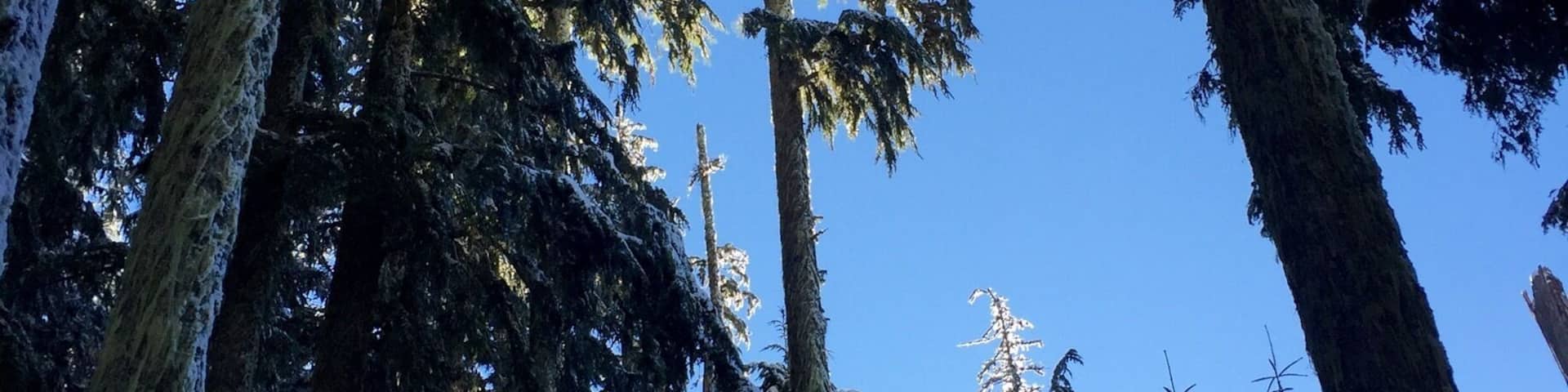 In between the trailhead and the ascent to the ridge lies a thick stand of firs, probably one hundred and fifty feet tall. And when the sun filters through them, it is a sight to see.
#snow