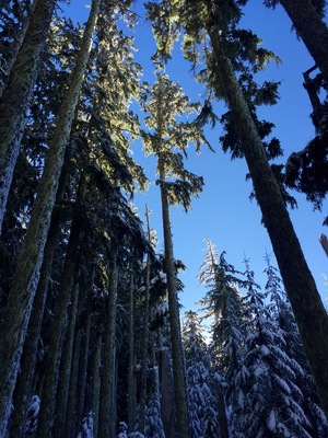 In between the trailhead and the ascent to the ridge lies a thick stand of firs, probably one hundred and fifty feet tall. And when the sun filters through them, it is a sight to see.
#snow
