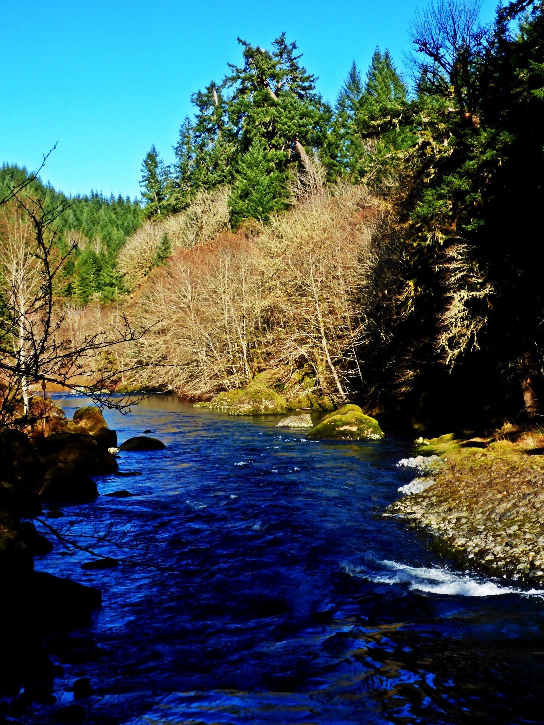A river flowing through a forest with rocky banks and dense trees.