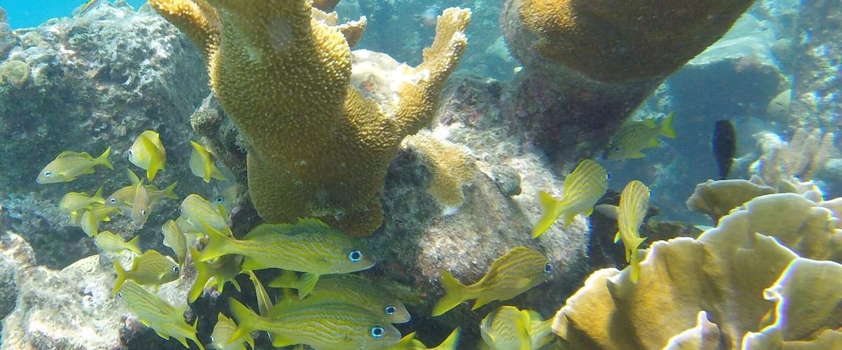 Caracas bay Snorkel