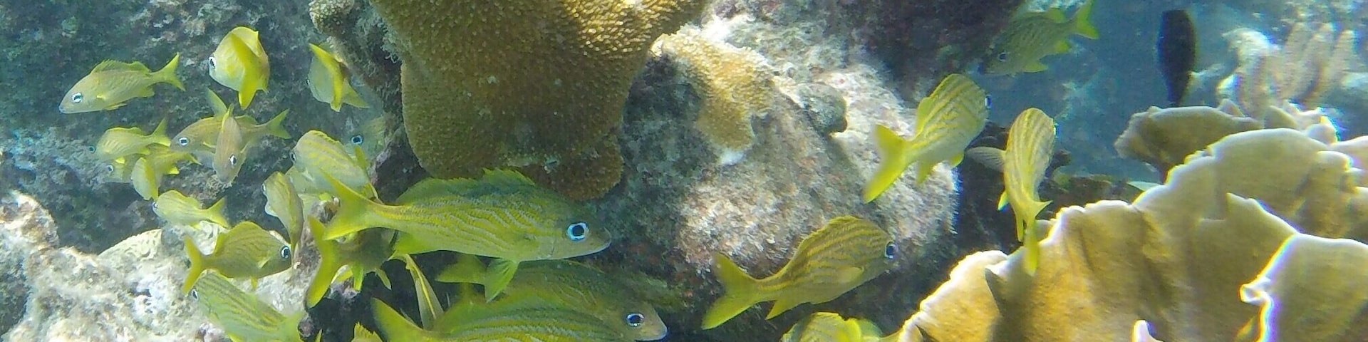 Caracas bay Snorkel