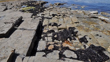 A rocky shoreline with tide pools and seaweed.