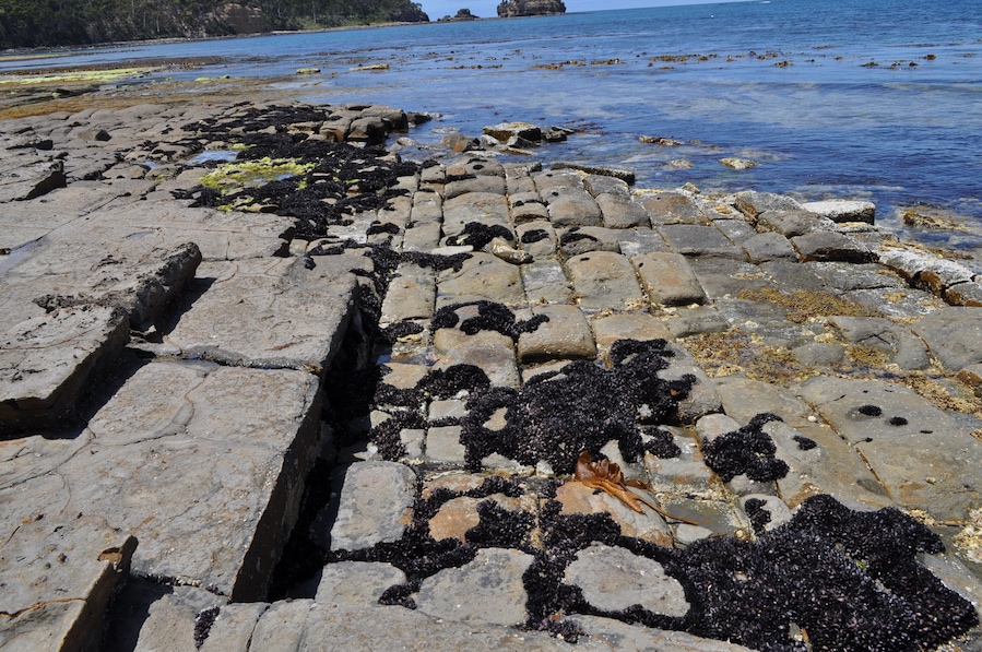 The Tessellated Pavement, natural phenomenon in Tasmania