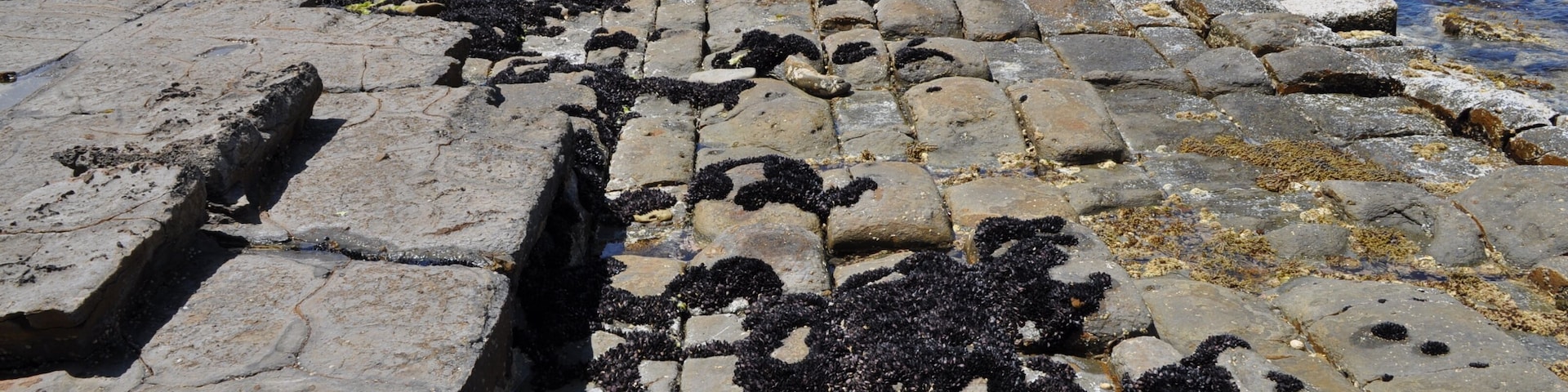 Una costa rocosa con charcas de marea y algas.