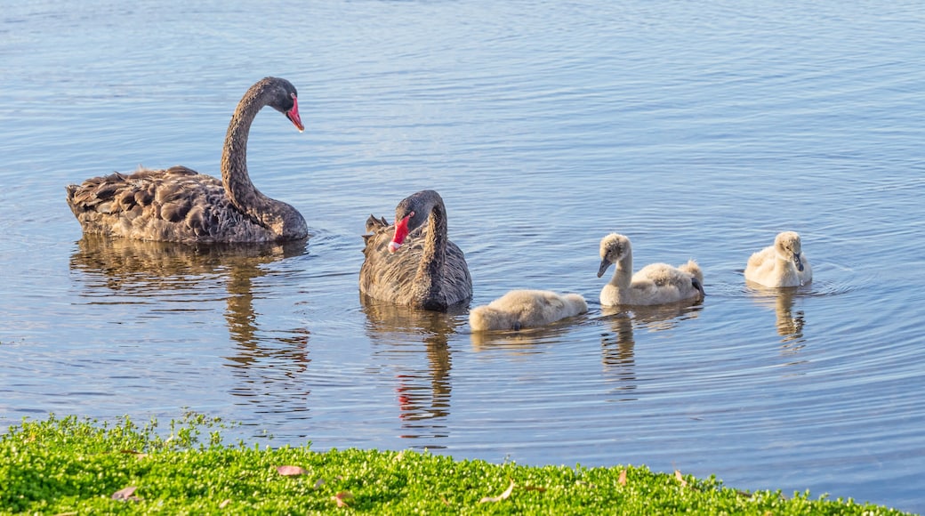Cygnet