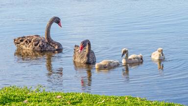 Black Swan Family