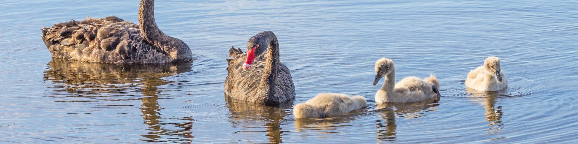 Black Swan Family