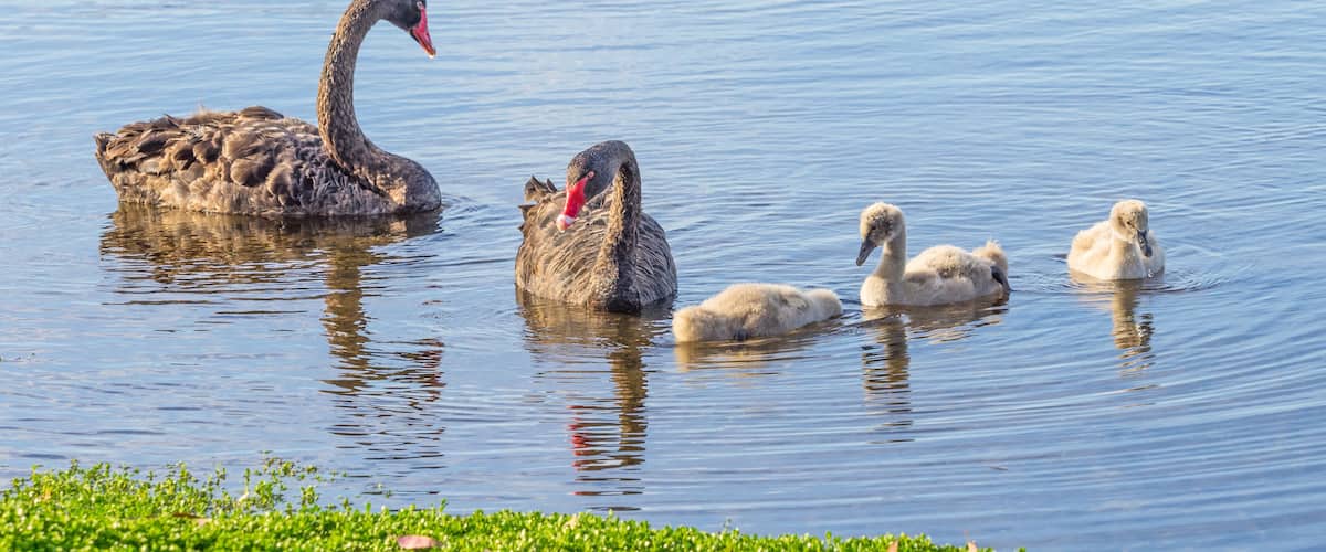 A swan with cygnets swimming in a calm lake.