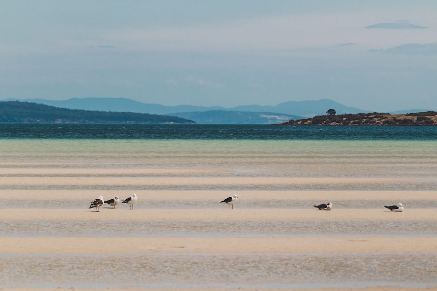 A beach with seagulls and a distant mountain range.