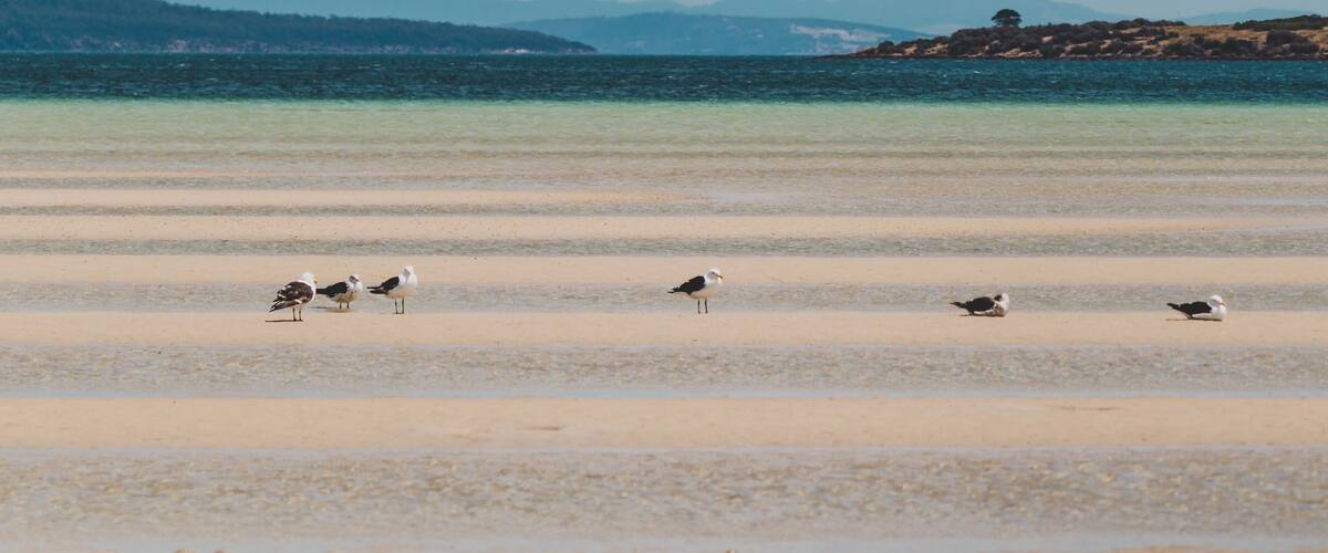 A beach with seagulls and a distant mountain range.